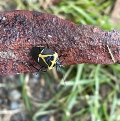 Commius elegans at Jerrabomberra, NSW - 12 Nov 2022 09:27 AM