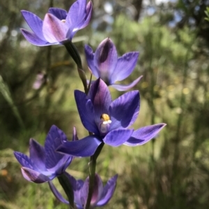 Thelymitra megcalyptra at Wamboin, NSW - 12 Nov 2022