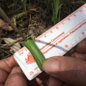 Thelymitra megcalyptra at Wamboin, NSW - 12 Nov 2022