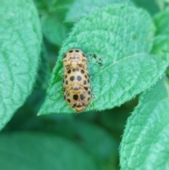 Epilachna sumbana (A Leaf-eating Ladybird) at Albury - 12 Nov 2022 by RobCook