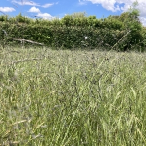 Eragrostis curvula at Higgins, ACT - 12 Nov 2022