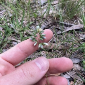 Rytidosperma carphoides at Higgins, ACT - 12 Nov 2022