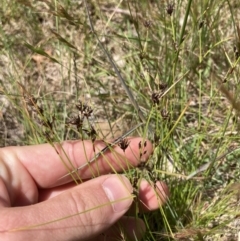 Schoenus apogon (Common Bog Sedge) at Higgins, ACT - 12 Nov 2022 by MattM