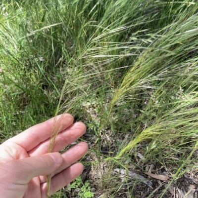 Austrostipa scabra (Corkscrew Grass, Slender Speargrass) at Higgins, ACT - 12 Nov 2022 by MattM