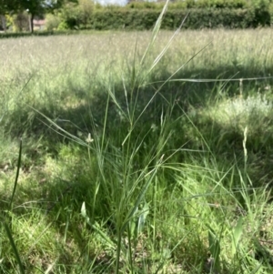 Austrostipa bigeniculata at Higgins, ACT - 12 Nov 2022