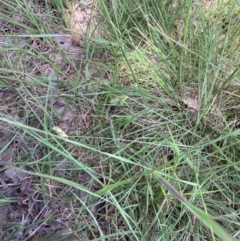 Carex inversa (Knob Sedge) at Higgins, ACT - 12 Nov 2022 by MattM