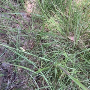 Carex inversa at Higgins, ACT - 12 Nov 2022