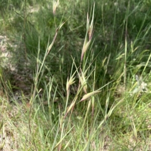 Themeda triandra at Higgins, ACT - 12 Nov 2022