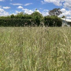 Themeda triandra at Higgins, ACT - 12 Nov 2022 01:24 PM