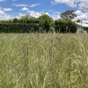 Themeda triandra at Higgins, ACT - 12 Nov 2022