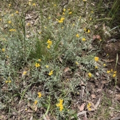 Chrysocephalum apiculatum (Common Everlasting) at Higgins, ACT - 12 Nov 2022 by MattM