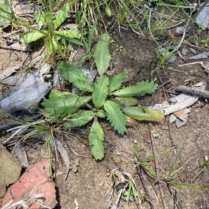 Solenogyne dominii at Higgins, ACT - 12 Nov 2022 01:22 PM