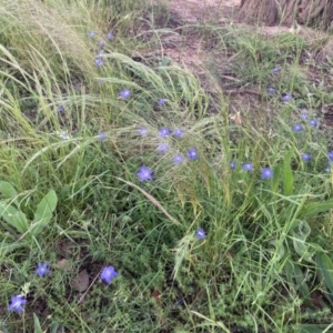 Wahlenbergia luteola at Higgins, ACT - 12 Nov 2022