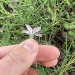 Wahlenbergia luteola at Higgins, ACT - 12 Nov 2022