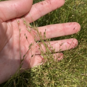 Juncus bufonius at Higgins, ACT - 12 Nov 2022 01:27 PM