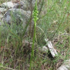 Microtis sp. (Onion Orchid) at The Pinnacle - 12 Nov 2022 by sangio7