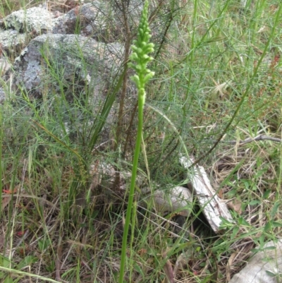 Microtis sp. (Onion Orchid) at The Pinnacle - 12 Nov 2022 by sangio7