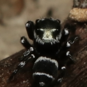 Zenodorus marginatus at Cotter River, ACT - 12 Nov 2022