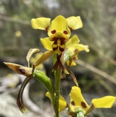 Diuris sulphurea (Tiger orchid) at Googong, NSW - 12 Nov 2022 by Mavis