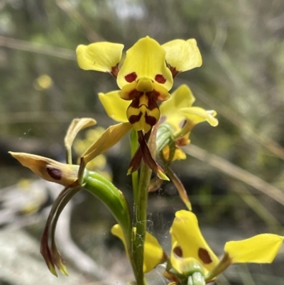 Diuris sulphurea (Tiger Orchid) at Googong, NSW - 12 Nov 2022 by Mavis