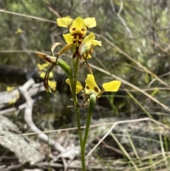 Diuris sulphurea at Googong, NSW - 12 Nov 2022