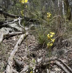 Diuris sulphurea at Googong, NSW - 12 Nov 2022