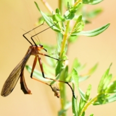 Harpobittacus australis (Hangingfly) at Woodstock Nature Reserve - 7 Nov 2022 by Thurstan
