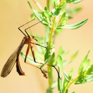 Harpobittacus australis at Coree, ACT - 8 Nov 2022 10:31 AM