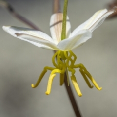 Thelionema caespitosum (Tufted Blue Lily) at Tinderry Mountains - 12 Nov 2022 by trevsci