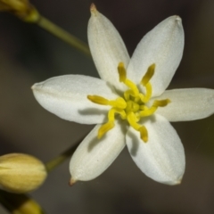 Thelionema caespitosum at Tinderry, NSW - 12 Nov 2022