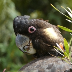 Zanda funerea at Jerrabomberra, NSW - 12 Nov 2022