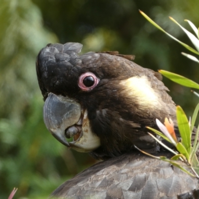 Zanda funerea (Yellow-tailed Black-Cockatoo) at Jerrabomberra, NSW - 12 Nov 2022 by Steve_Bok