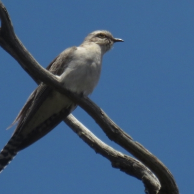 Cacomantis pallidus (Pallid Cuckoo) at Mulligans Flat - 12 Nov 2022 by TomW