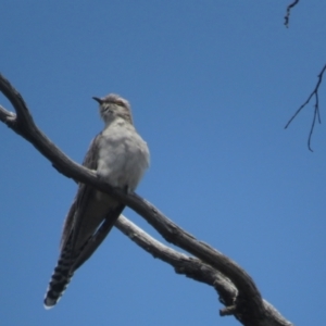 Cacomantis pallidus at Bonner, ACT - 12 Nov 2022