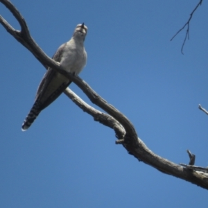 Cacomantis pallidus at Bonner, ACT - 12 Nov 2022 11:55 AM