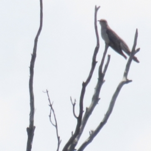 Cacomantis pallidus at Bonner, ACT - 12 Nov 2022 11:55 AM