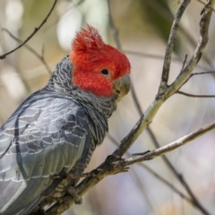 Callocephalon fimbriatum (Gang-gang Cockatoo) at Tinderry, NSW - 12 Nov 2022 by trevsci