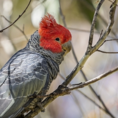 Callocephalon fimbriatum (Gang-gang Cockatoo) at Tinderry Nature Reserve - 11 Nov 2022 by trevsci