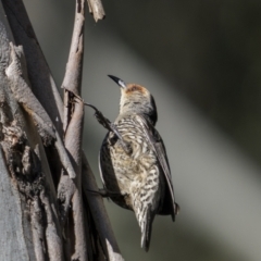 Climacteris erythrops (Red-browed Treecreeper) at Tinderry, NSW - 11 Nov 2022 by trevsci