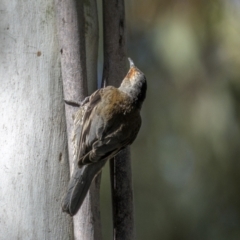 Climacteris erythrops at Tinderry, NSW - 12 Nov 2022 07:58 AM