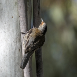 Climacteris erythrops at Tinderry, NSW - 12 Nov 2022