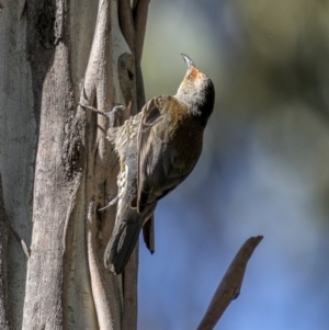 Climacteris erythrops at Tinderry, NSW - 12 Nov 2022