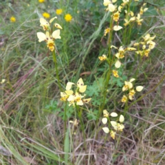 Diuris sulphurea (Tiger Orchid) at Mount Taylor - 11 Nov 2022 by GirtsO