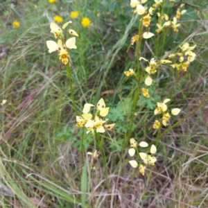 Diuris sulphurea at Kambah, ACT - 11 Nov 2022