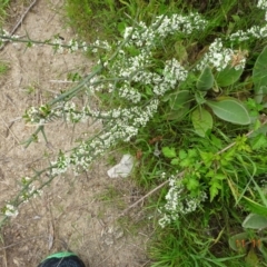 Discaria pubescens (Australian Anchor Plant) at Booth, ACT - 11 Nov 2022 by GirtsO