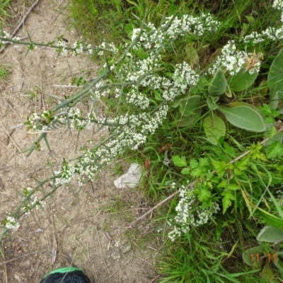 Discaria pubescens (Australian Anchor Plant) at Booth, ACT - 11 Nov 2022 by GirtsO