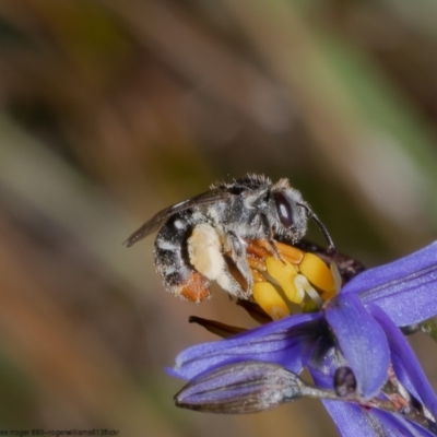 Lipotriches (Austronomia) ferricauda (Halictid bee) at Black Mountain - 11 Nov 2022 by Roger