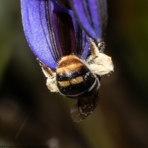 Lipotriches (Austronomia) ferricauda at Bruce, ACT - 12 Nov 2022