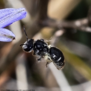 Lipotriches (Austronomia) ferricauda at Bruce, ACT - 12 Nov 2022 10:43 AM