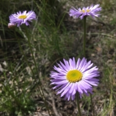 Brachyscome spathulata (Coarse Daisy, Spoon-leaved Daisy) at Wamboin, NSW - 18 Oct 2020 by Devesons